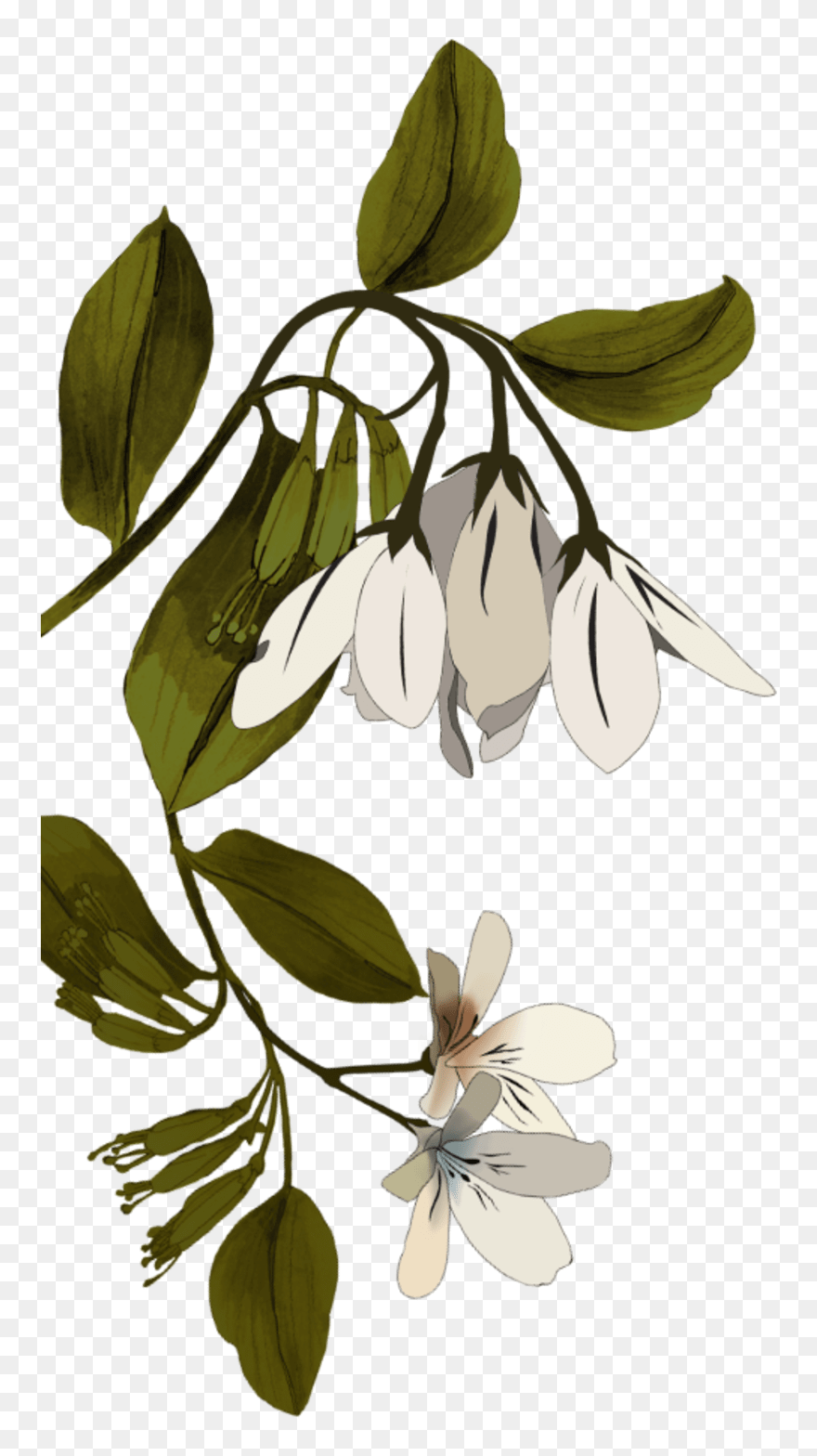 Rosa Glauca Clipart
