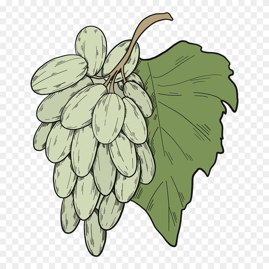 Bunch Of Grapes Clipart - Grape - Png Download