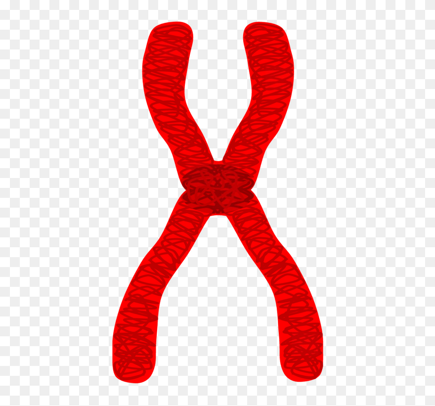 Edupic Cell Drawings Chromatid - Easy To Draw Chromosome Clipart