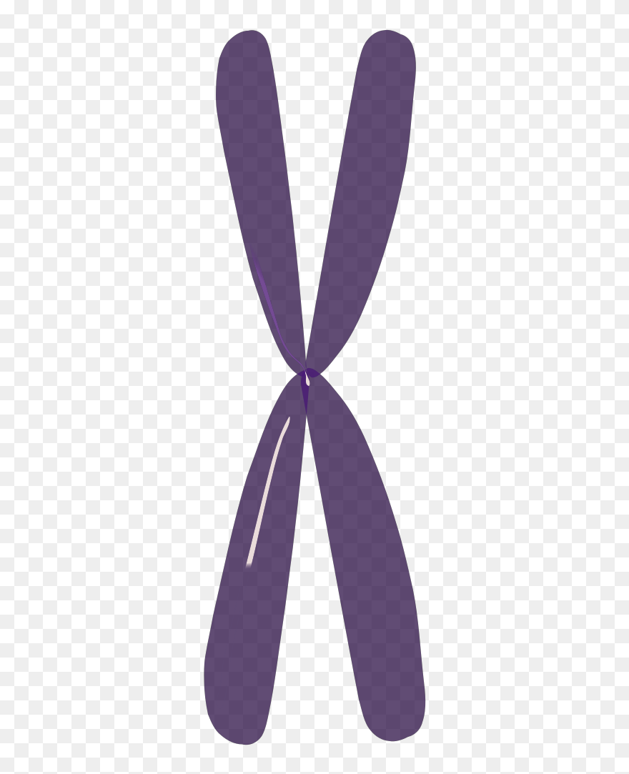 Clip Art - Png Download