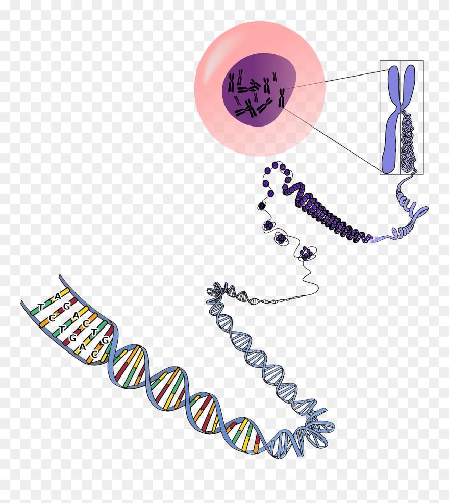 Many Chromosomes Do Humans Have Clipart