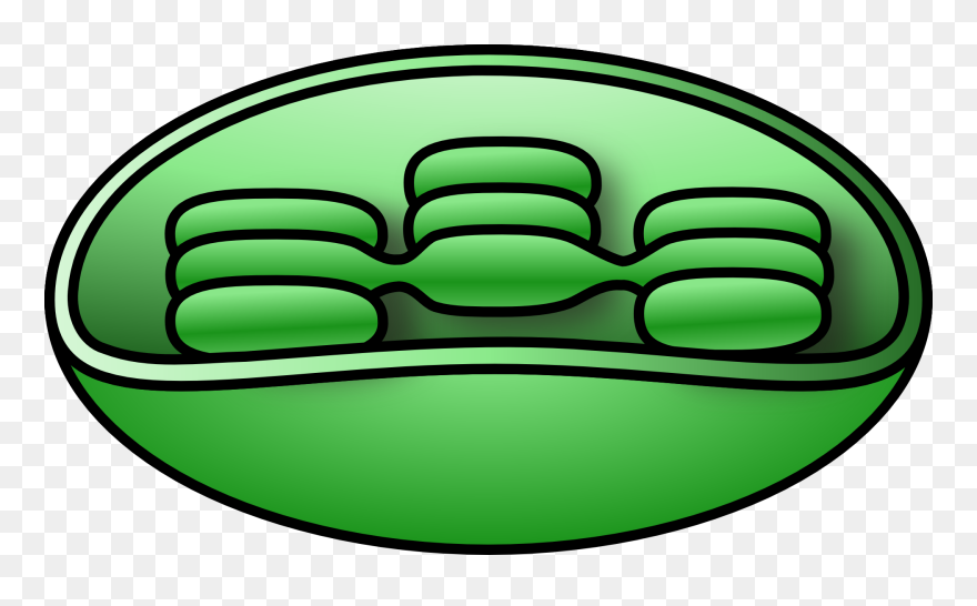 Thumbnail - Chloroplast Png Clipart