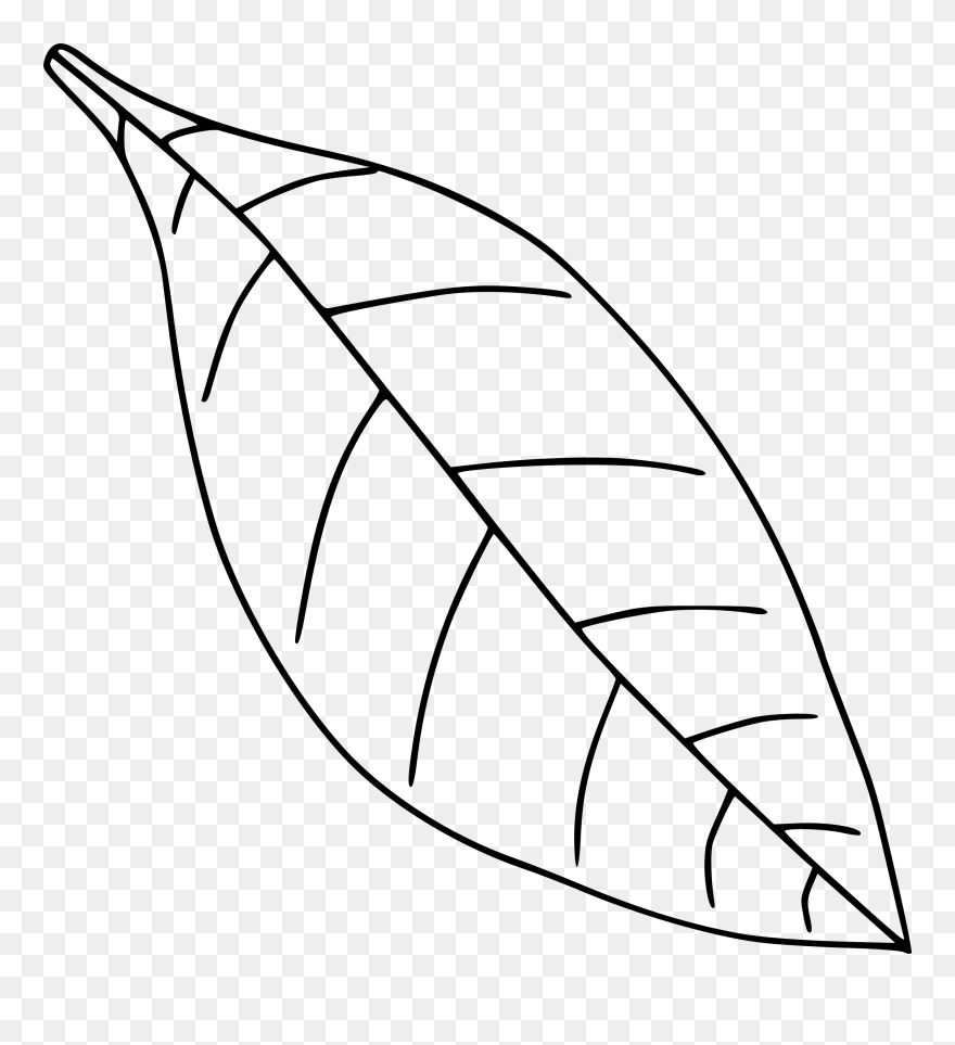 Cliparts For Free Download Biology Clipart Sketch And - Leaf Black And White - Png Download