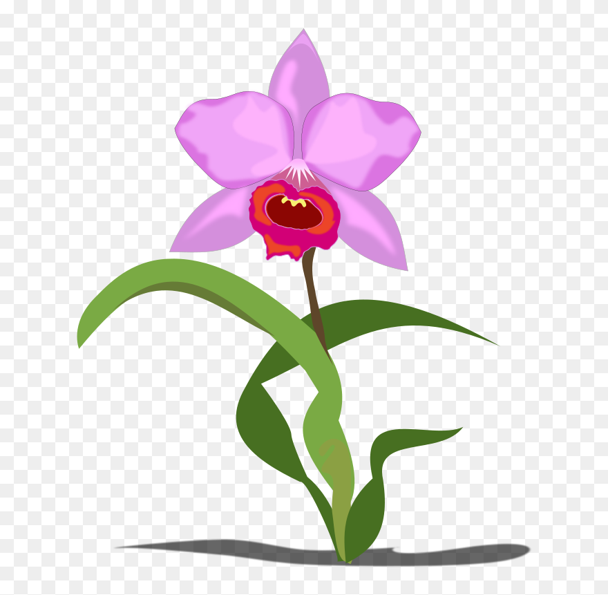 Free Orchid Cliparts, Download Free Clip Art, Free - Orchid Flower Clip Art - Png Download
