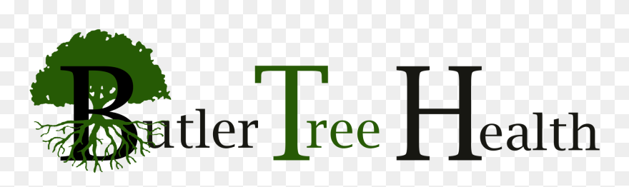 Butler Tree Health - Tree With Roots Clipart
