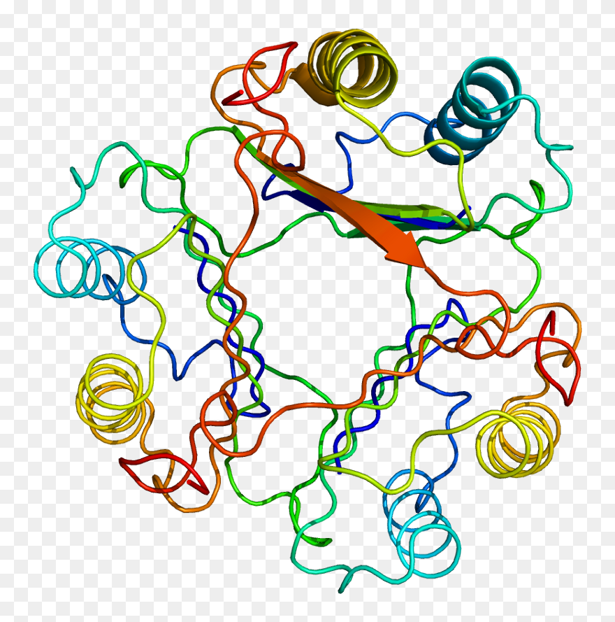 Macrophage Migration Inhibitory Factor Clipart
