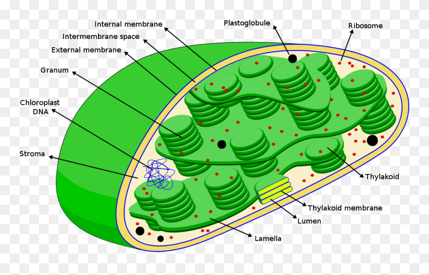 Chloroplasts Diagram - Dna In A Chloroplast Clipart