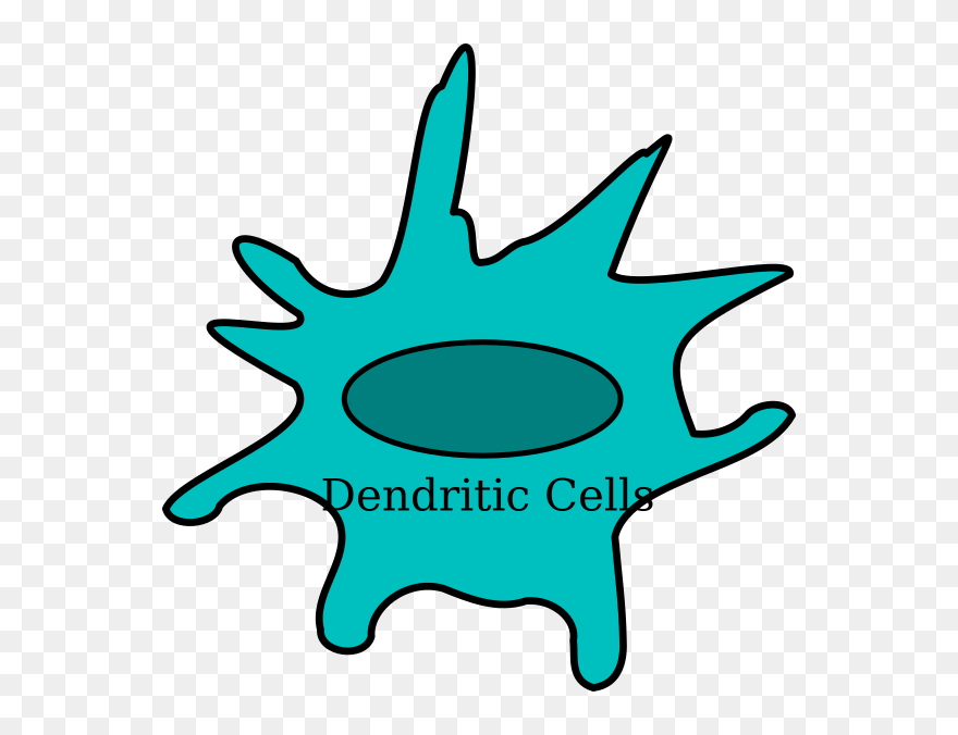 Dendritic Cells Png Clipart
