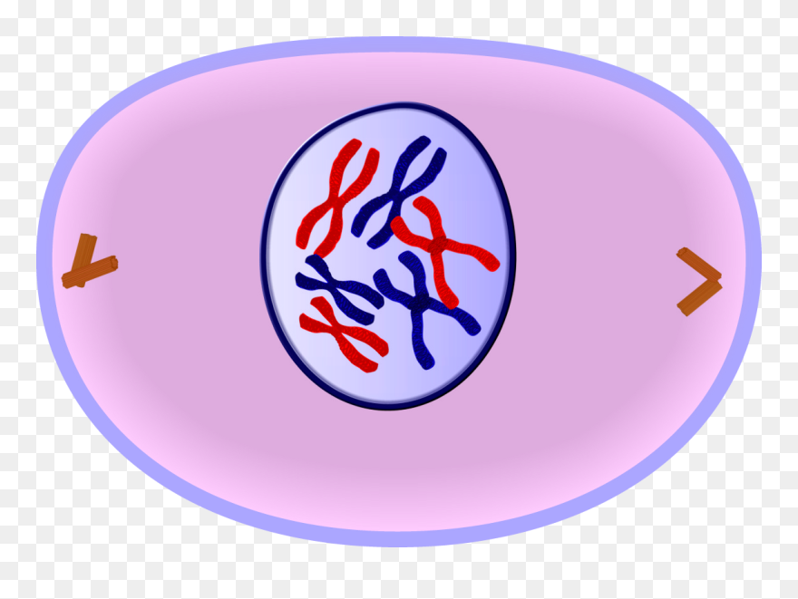 Edupic Cell Drawings - Cell In Prophase Clipart