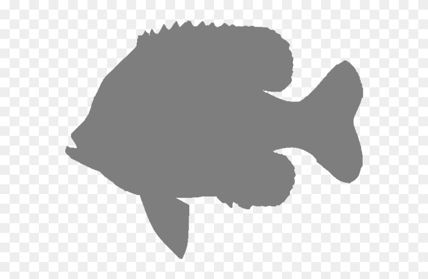Silhouette Bluegill Clip Art Image - Gulf Flounder - Png Download