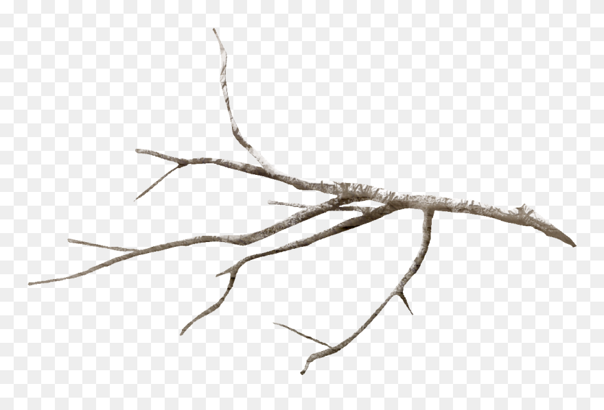 Twig Tree Branch Leaf Flower - Branch Png Clipart