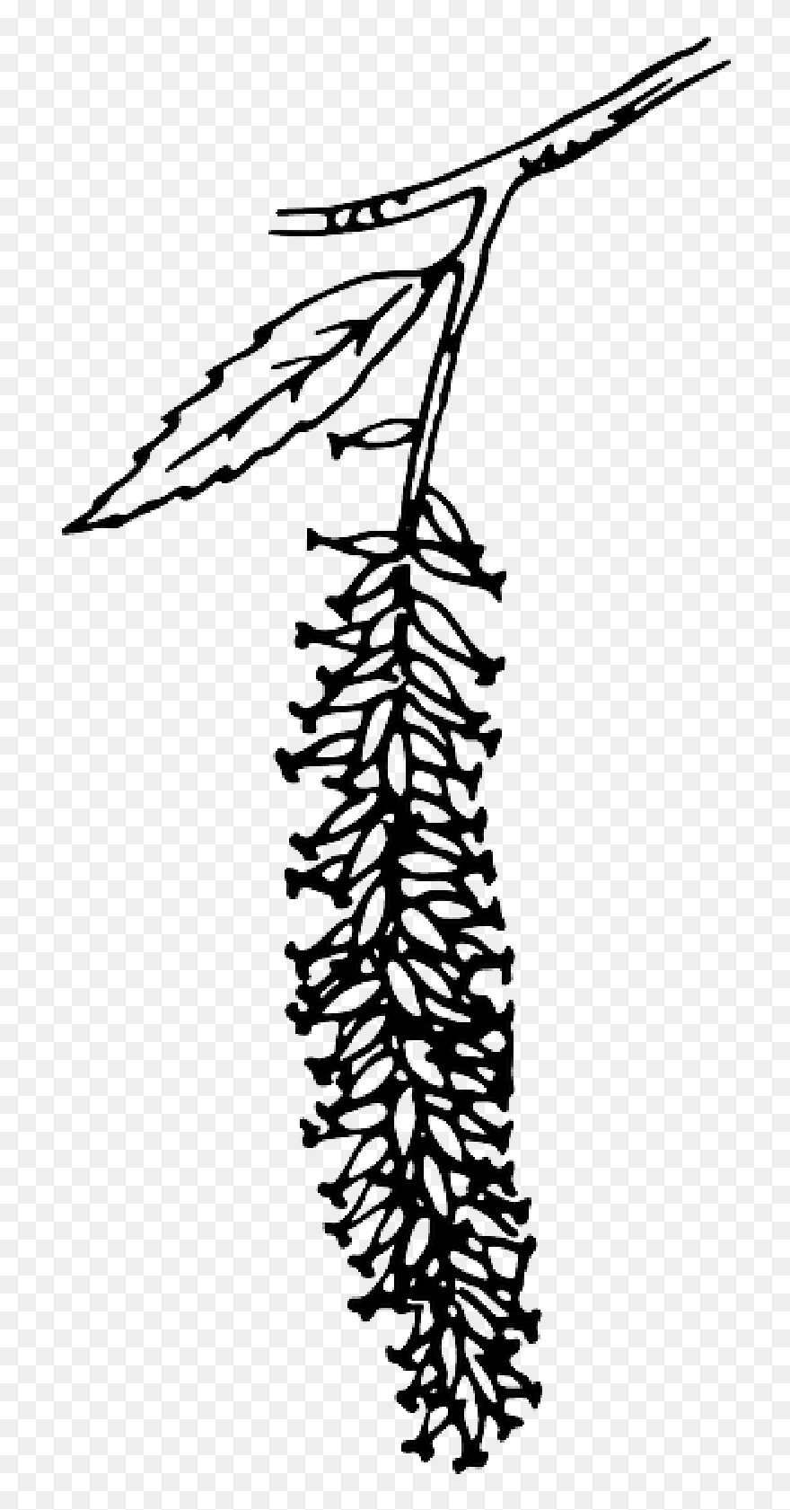 Fruit, Outline, Tree, Branch, Plant, Vine, Catkin - Catkin Flowers Vector Clipart