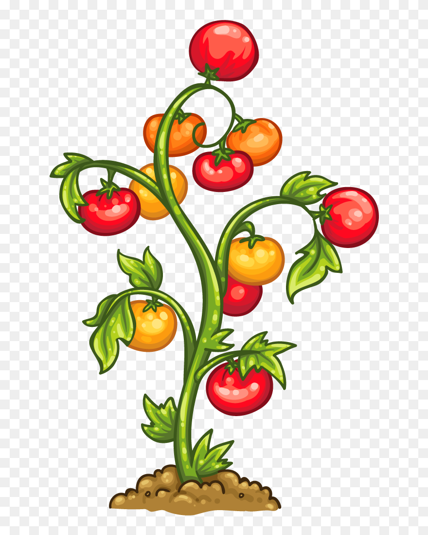 Tomato Plant - Tomato Plant Image Clipart - Png Download