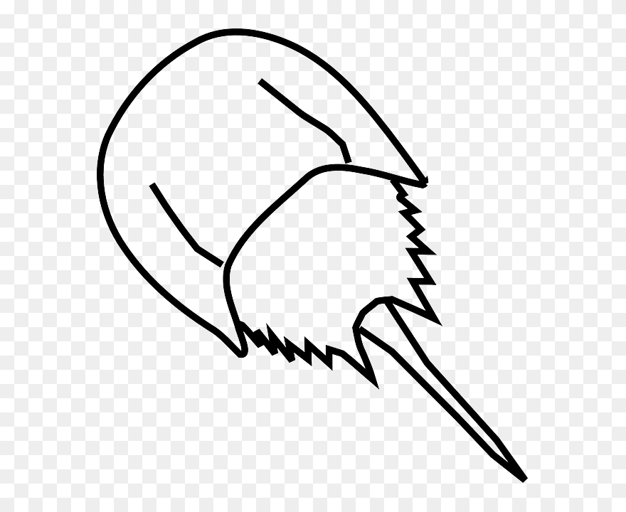 Animal, Biology, Contour, Evolution - Draw A Horseshoe Crab Clipart