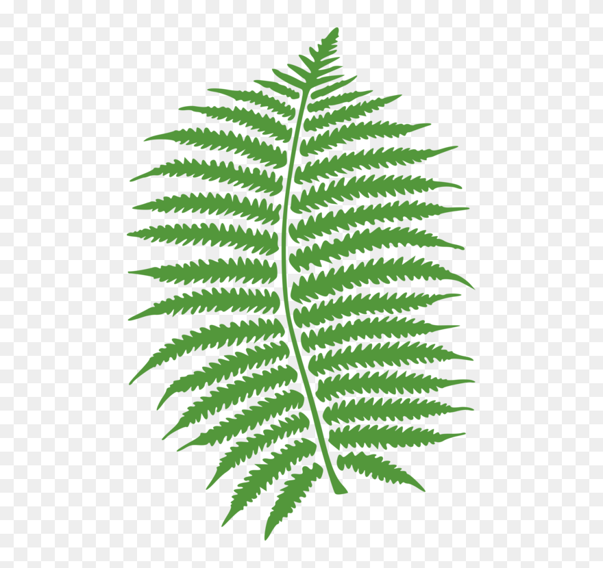 Fern Clipart Green Fern - Fern Clipart Png Transparent Png