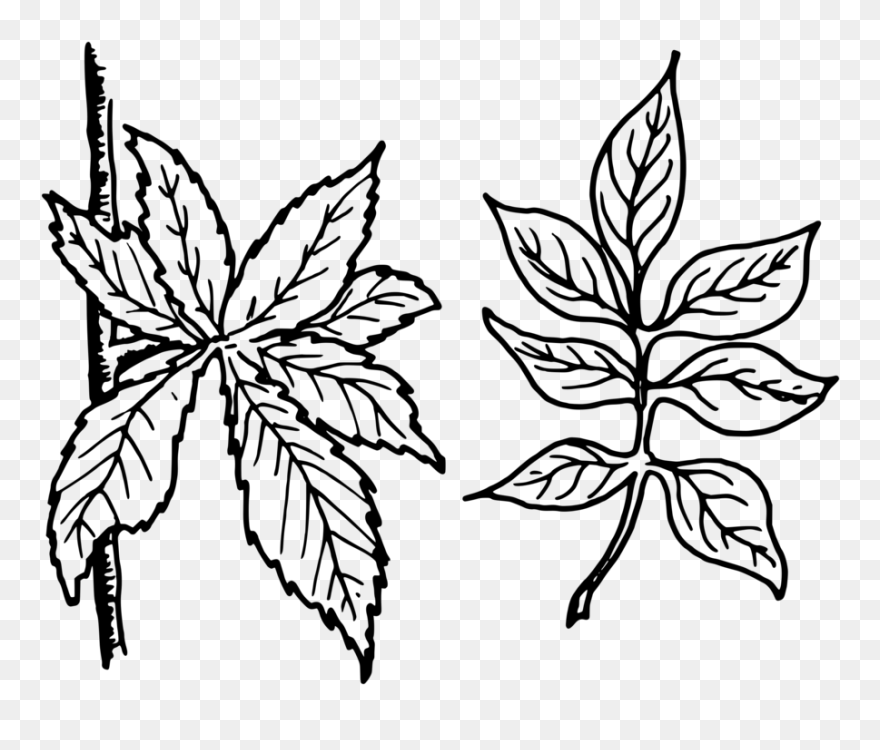 Black And White Clipart Tree Leaves - Png Download