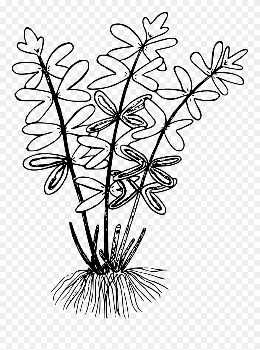 Collection Of Free Fern Drawing Flower Download On - Clip Art - Png Download
