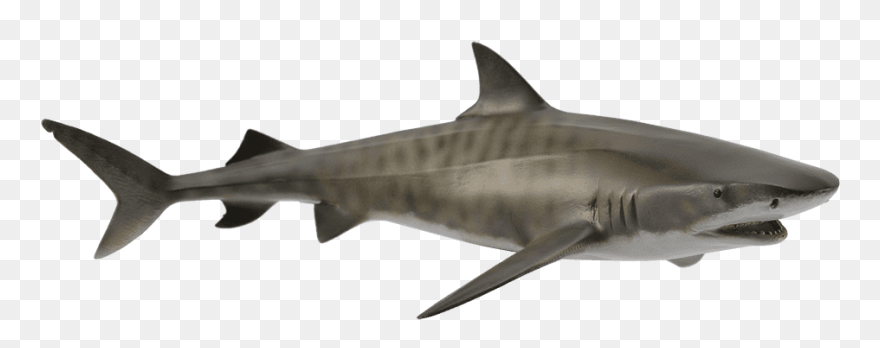 Tiger Shark Hammerhead Shark Great White Shark Shark - Collecta Tiger Shark Clipart
