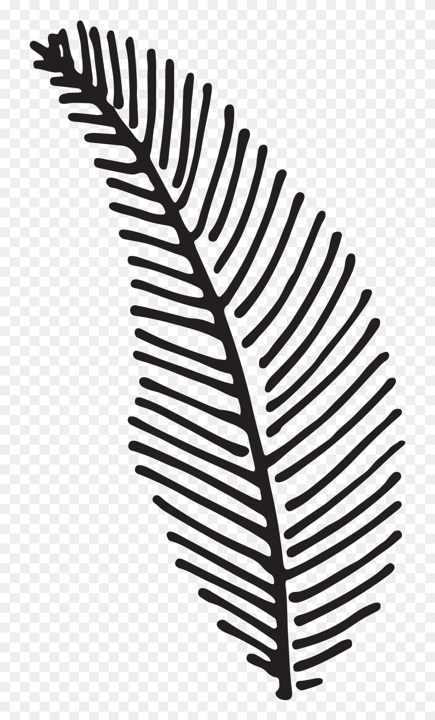 Kayla And Chris Fern Forest Nature Center Wedding Finding - Transparent Fern Drawing Clipart