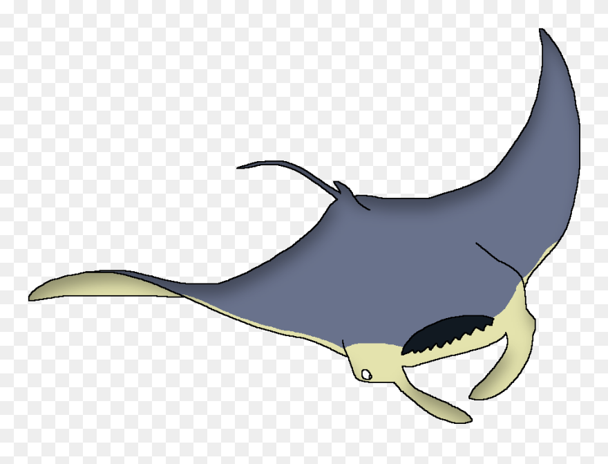 Wildlife Animal Pedia Wiki - Wildlife Animal Pedia Shark Clipart