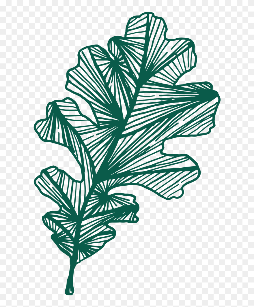 Fern Clipart Planter - Download - Png Download