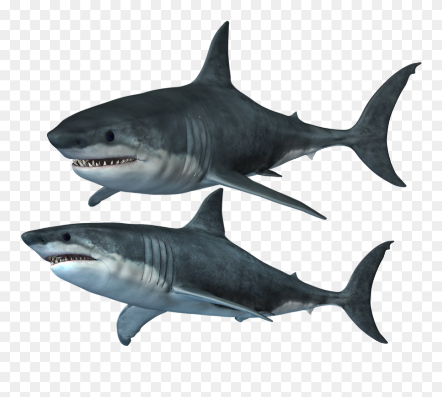Clipart Of Shark, Shark The And Shark Of - Requiem Sharks - Png Download