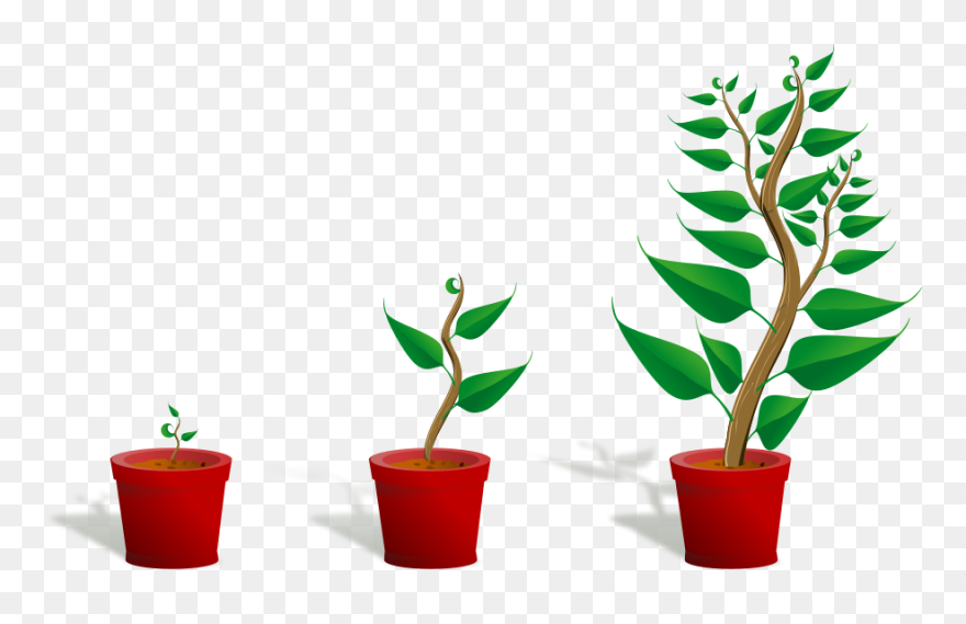 Green Plant In Its Pot In Three Different Phases Of - Getting To Know Plants Clipart