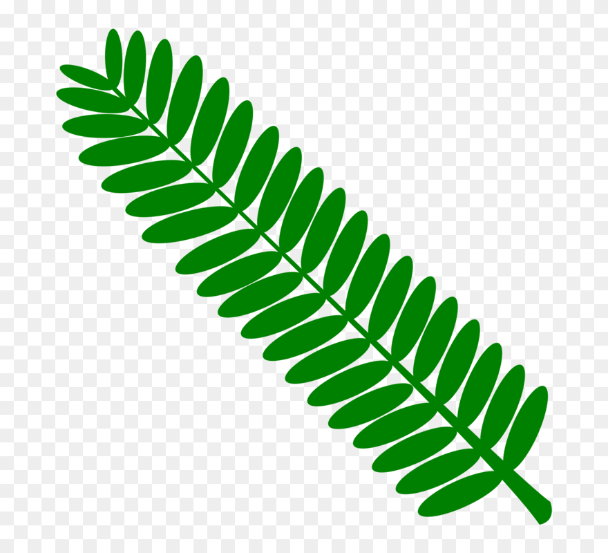 Plant,leaf,tree - Vascular Plant Clip Art - Png Download