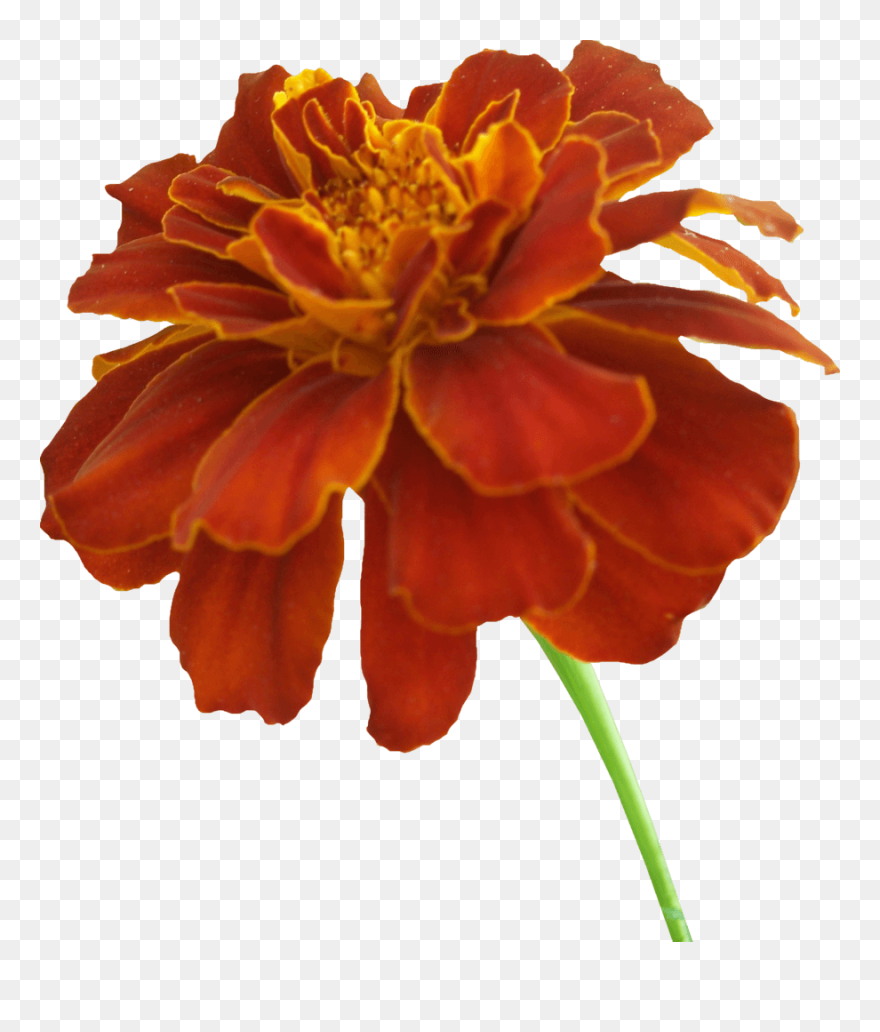 Mexican Marigold Clip Art - Orange Marigold Flower Png Transparent Png