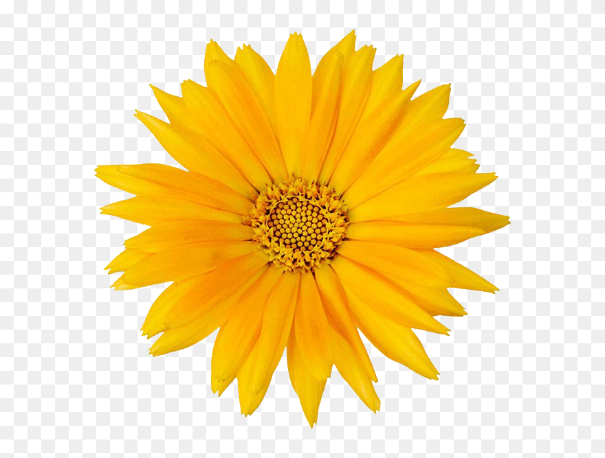 Calendula Officinalis Flower Mexican Marigold - Calendula Png Clipart