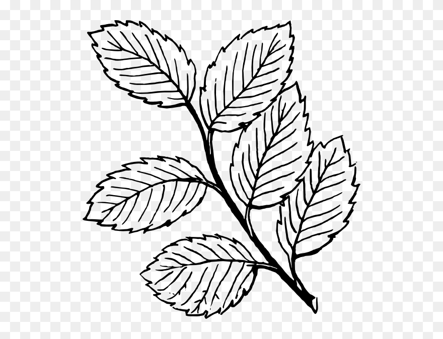 Peppermint Drawing - Leaves Clipart Black And White - Png Download