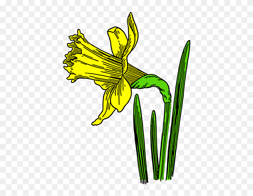 Colored Daffodil - Cartoon Daffodils Clipart