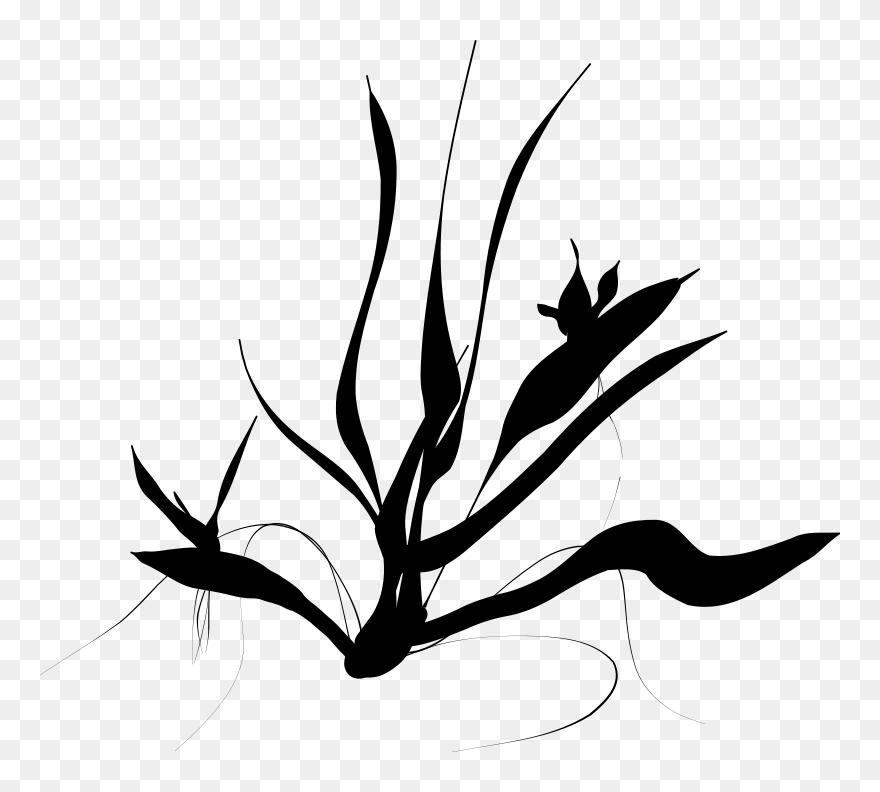 Java Clipart Download - Water Plants Silhouette Png Transparent Png