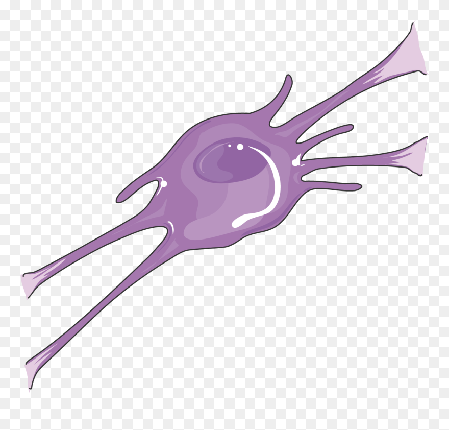 Oligodendrocyte - Oligodendrocyte With Transparent Background Clipart