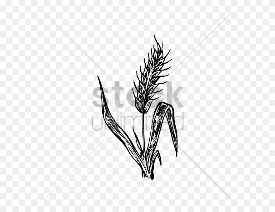 Hay Clipart Wheat Bunch, Hay Wheat Bunch Transparent - Hay Bunch Drawing - Png Download