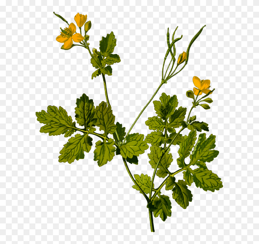 Mustard Plant,plant,flower - Celandine Png Clipart