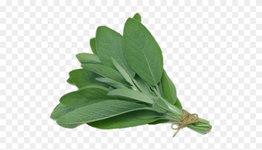 Plant Clipart Herb - Herb Sage - Png Download