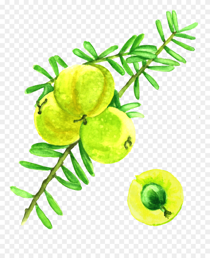 Amla Berries - Watercolor Amla Clipart
