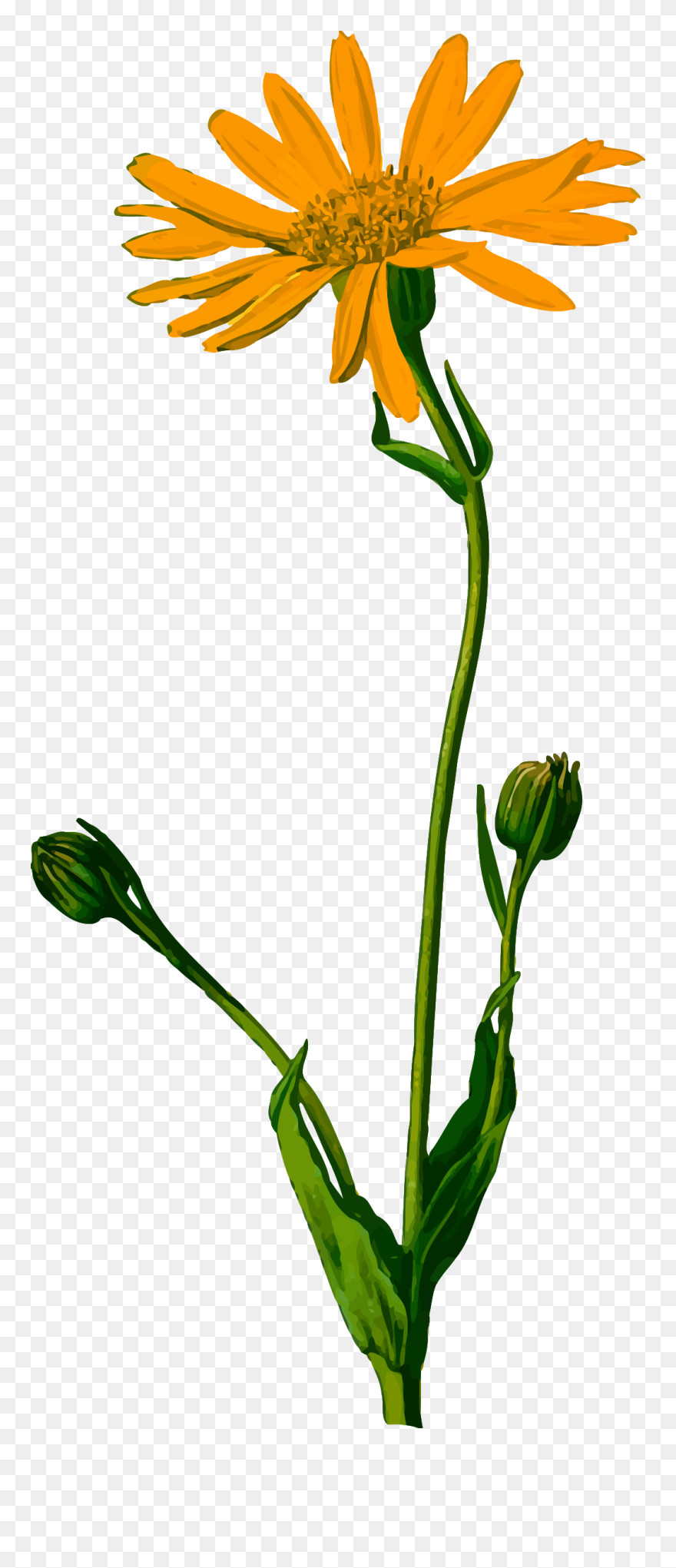 Arnica Montana Botanical Illustration Clipart