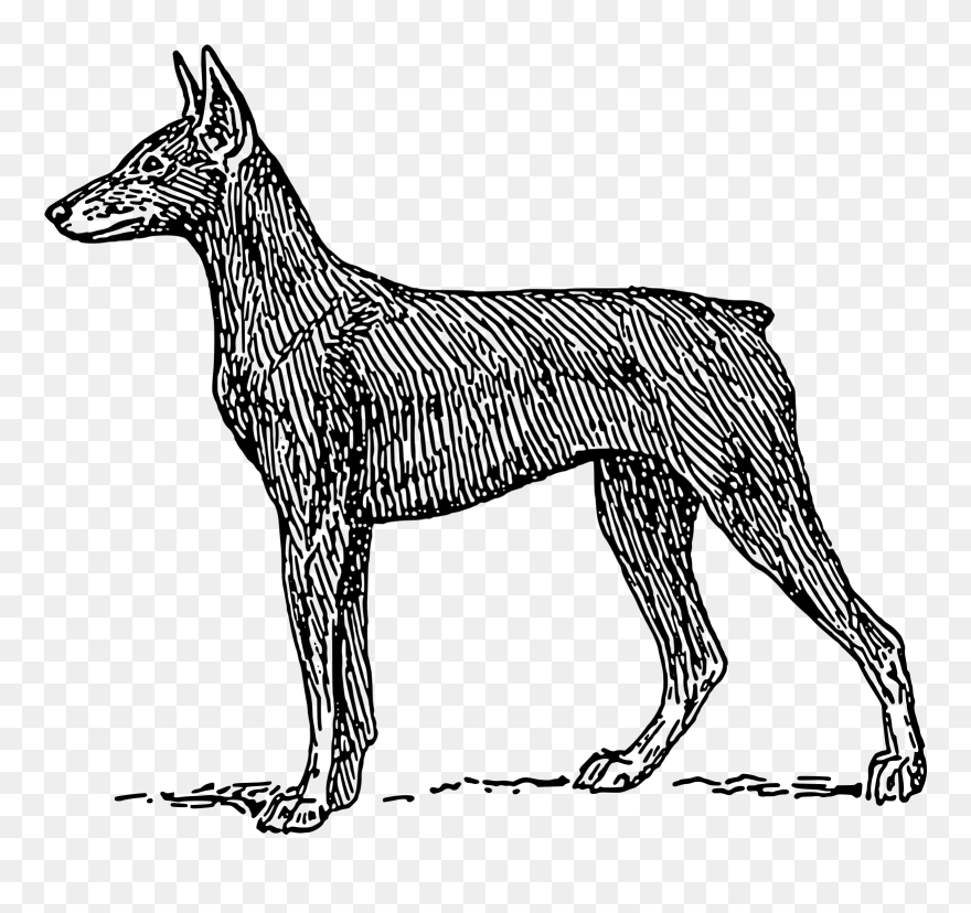 Mandala Tattoos Doberman Clipart