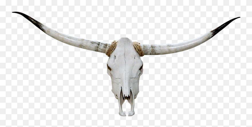 Skulls Longhorn Transparent Png Clipart Free Download - Transparent Cow Skull Png