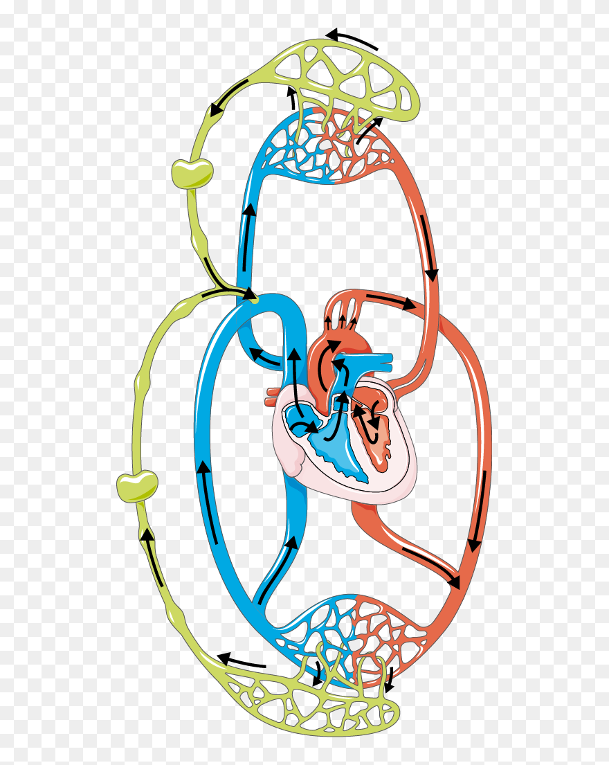 Lymphatic System Clipart Png Transparent Png