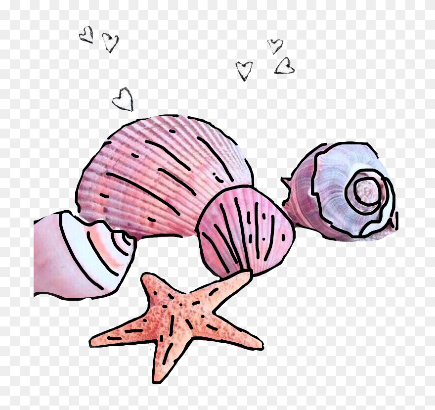 #freetoedit #seashells Clipart