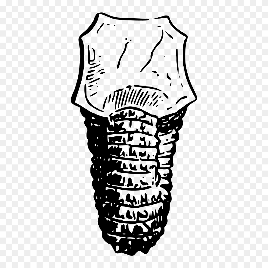 Sea Shell - Portable Network Graphics Clipart