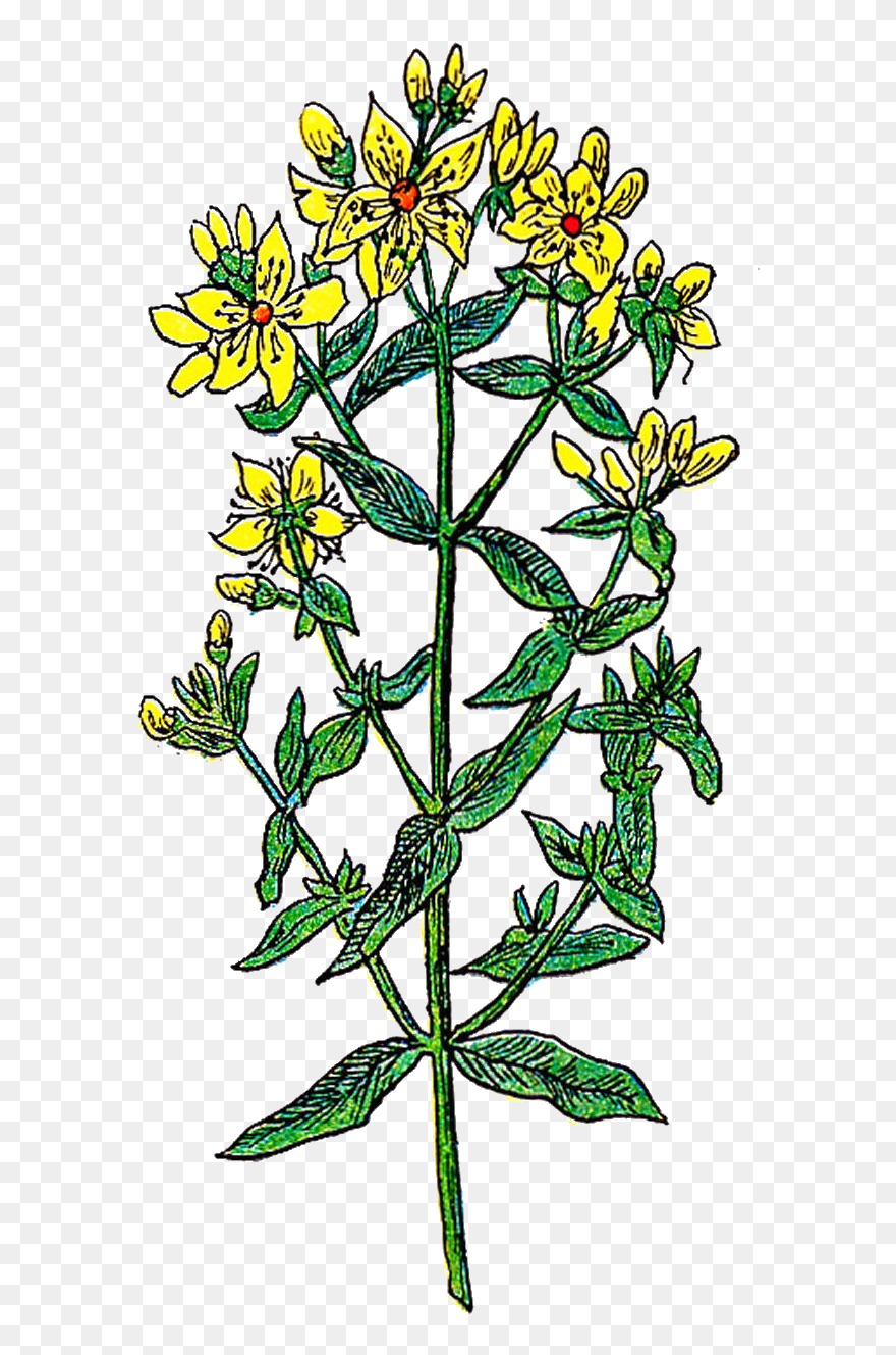 Floral Design Clipart