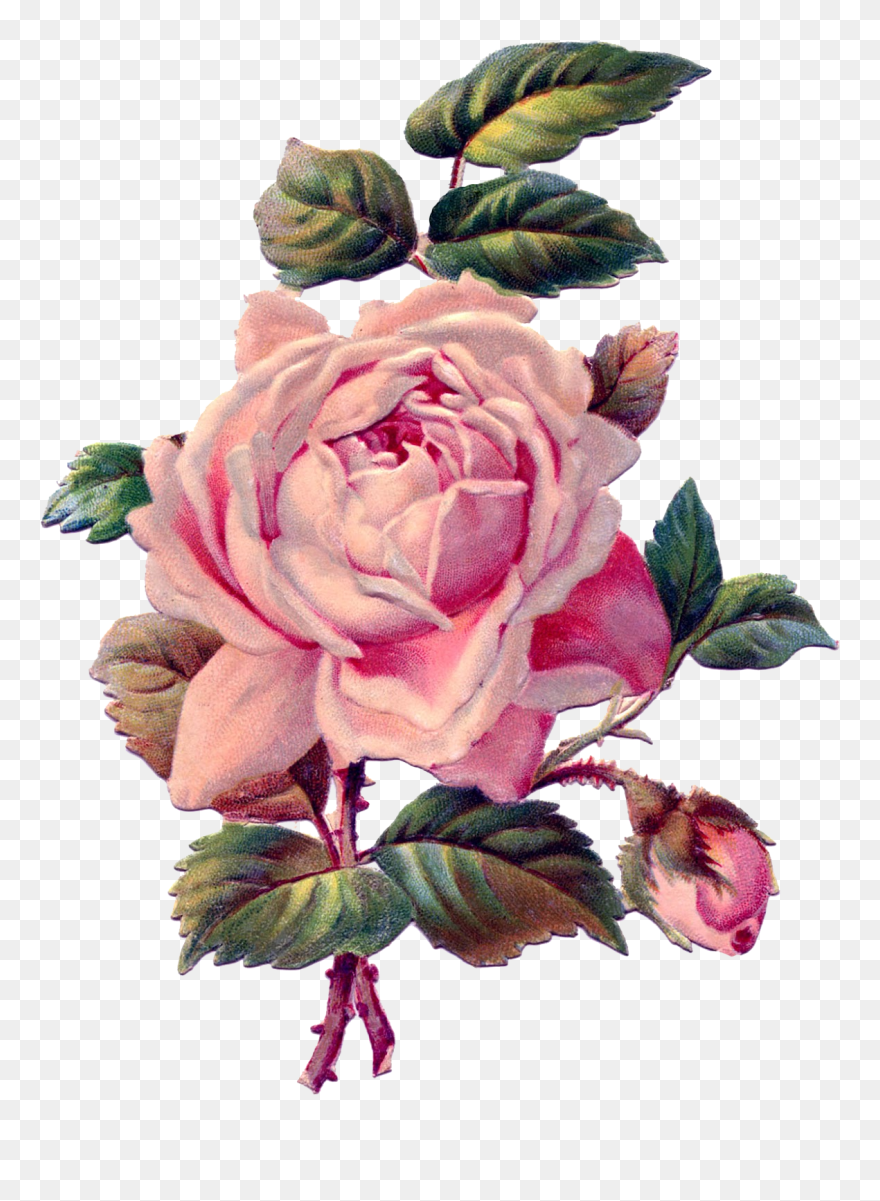 Pink Drawing Vintage - Pink Rose Drawing Transparent Background Clipart