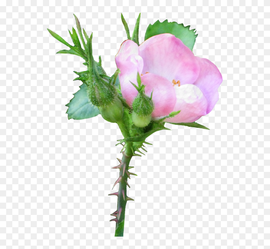 Transparent Rose Bud Png - Growing Flower Transparent Background Clipart