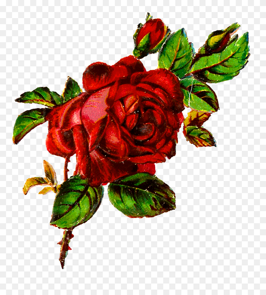 Flower Rose Shabby Chic Clipart Image Transfer Botanical - Rose Botanical Flowers - Png Download