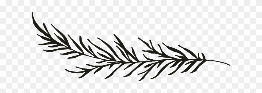 Pine Branch Silhouette Png Clipart