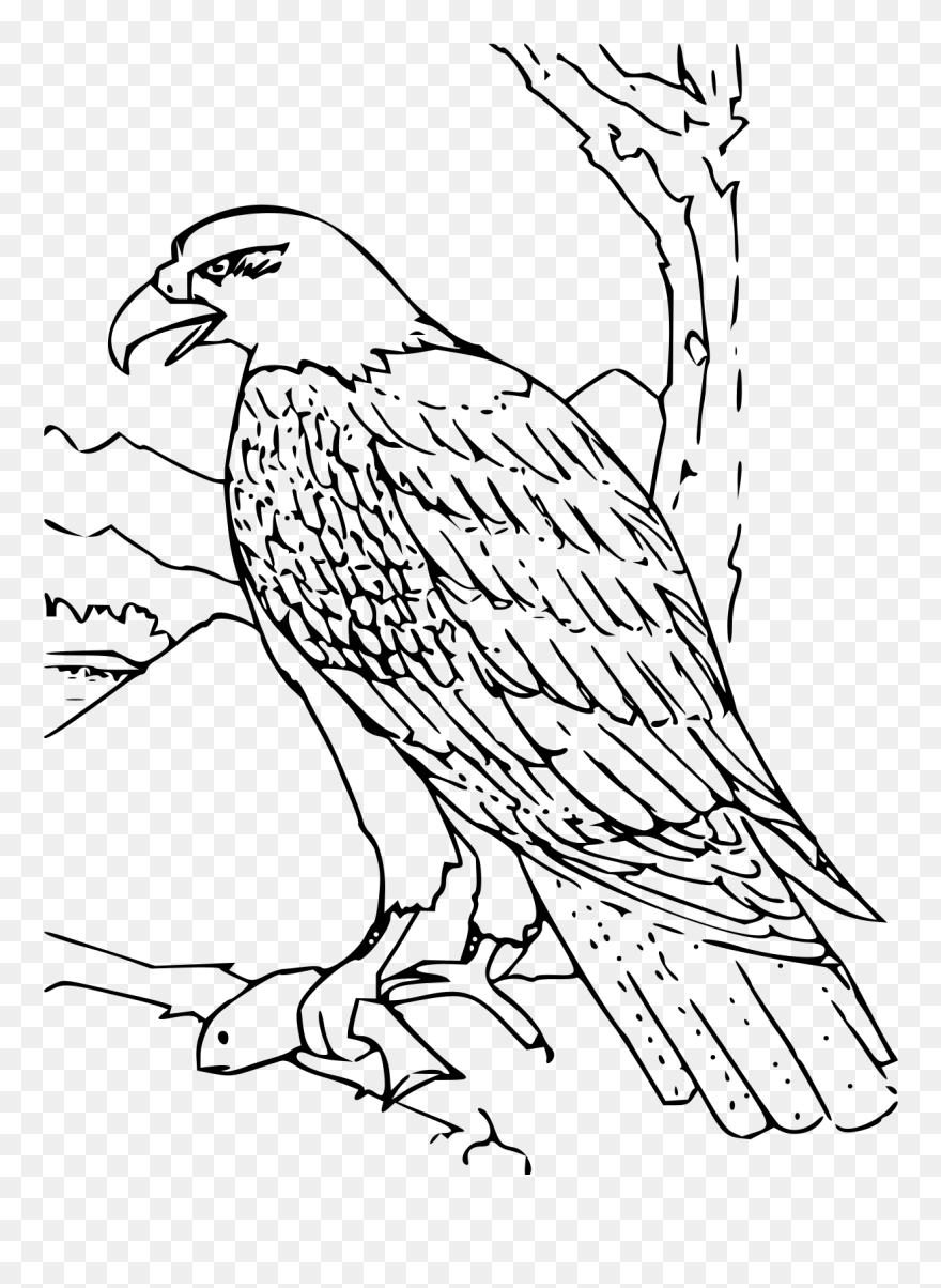Eagle Coloring Pages Clipart